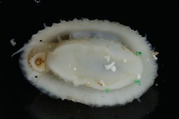 Media type: image;   Malacology 393853 Description: live specimen;